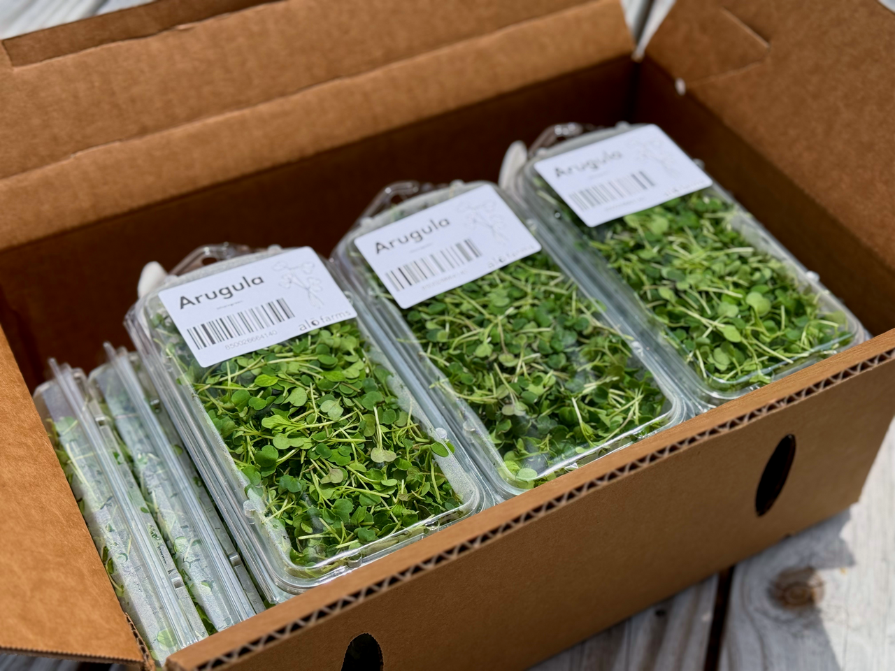 18ct - 1oz Arugula Microgreen