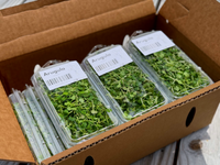 18ct - 1oz Arugula Microgreen