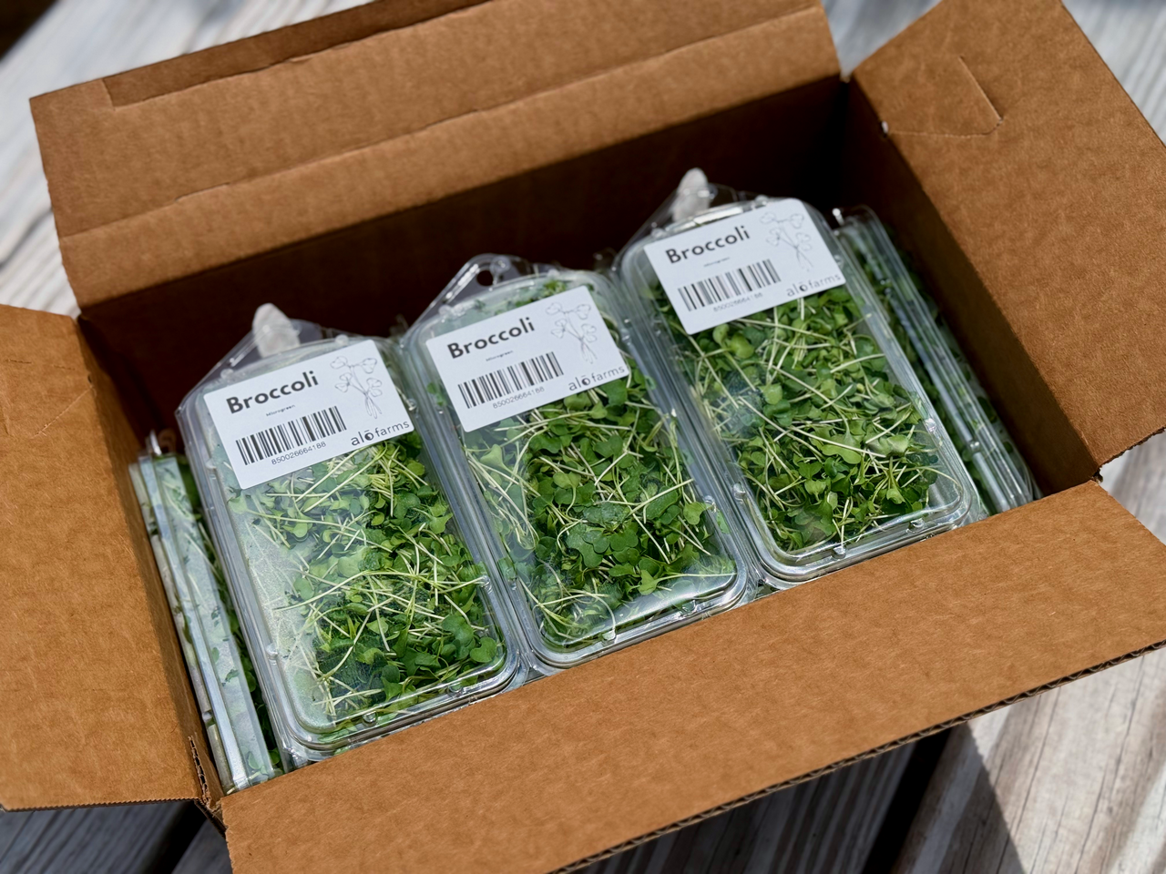 18ct - 1oz Broccoli Microgreen