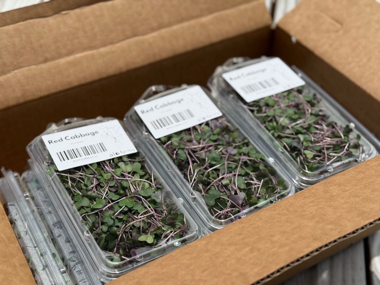 18ct - 1oz Red Cabbage Microgreens
