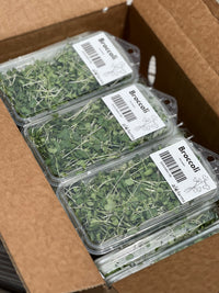 18ct - 1oz Broccoli Microgreen