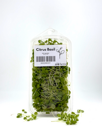 Citrus Basil Microgreen - 1oz