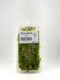 Citrus Basil Microgreen - 1oz