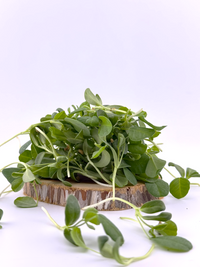 Fenugreek Microgreen - 1oz