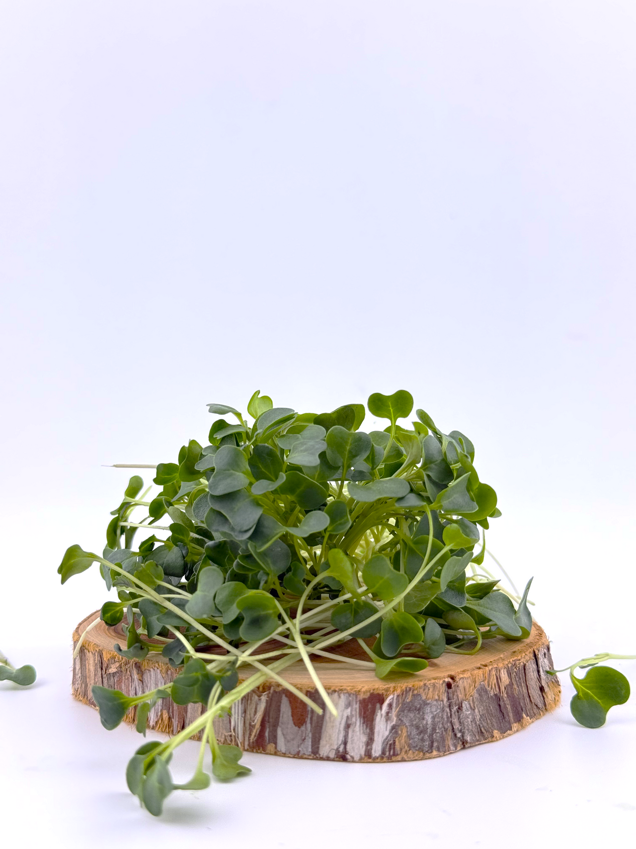 Kale Microgreen - 1oz