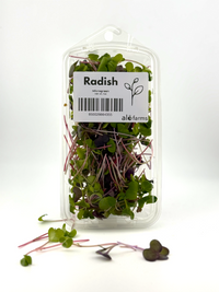 Radish Microgreen - 1oz