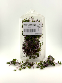 Red Cabbage Microgreen - 1oz