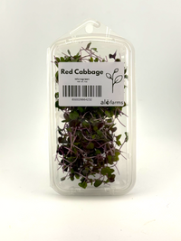 18ct - 1oz Red Cabbage Microgreens