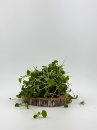 Arugula Microgreen - 1oz