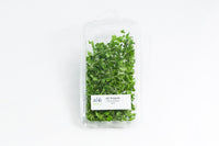 18ct - 1oz Arugula Microgreen