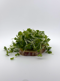 Broccoli Microgreen - 1oz