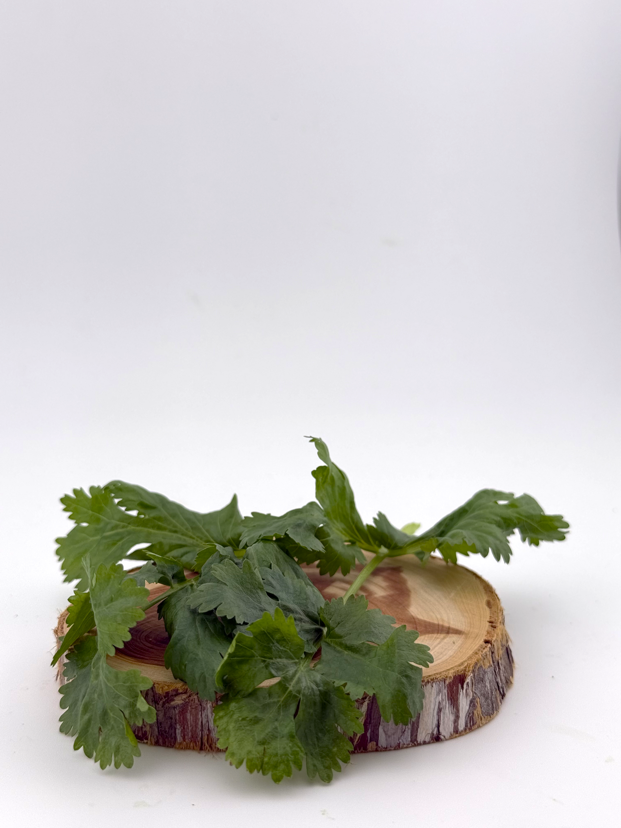 Cilantro - 1oz