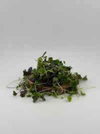 18ct - 1oz Rainbow Microgreen Mix