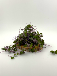 Red Cabbage Microgreen - 1oz