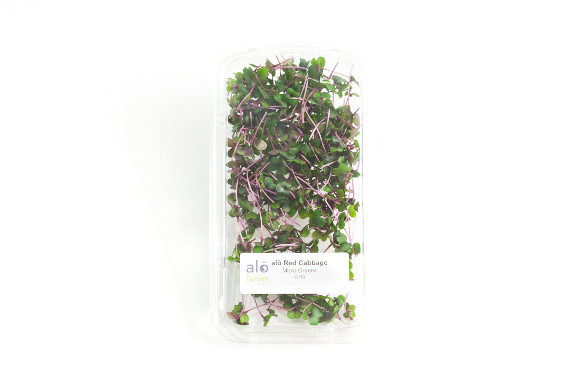 18ct - 1oz Red Cabbage Microgreens