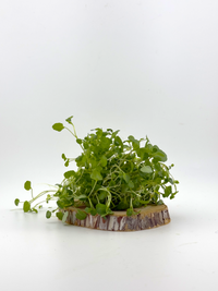 Watercress