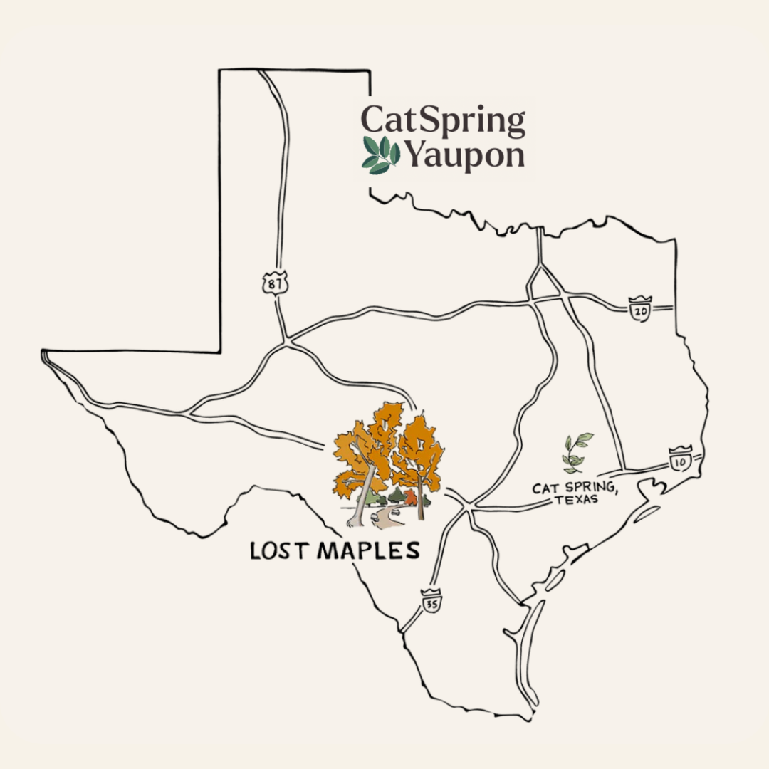 Lost Maples Medium Roast Yaupon – Loose Leaf & Teabag Individually wrapped yaupon teabags