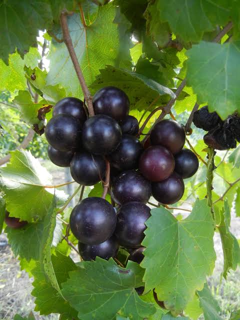 Organic Purple Muscadines