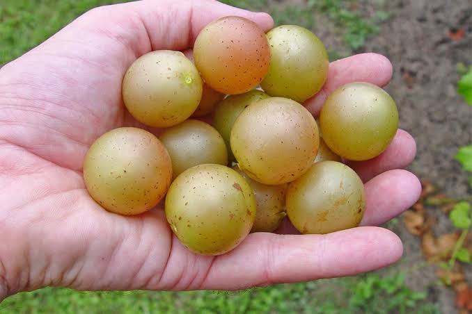 Organic Green Muscadines