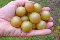 Organic Green Muscadines