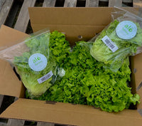 Muir Lettuce 5lb Case