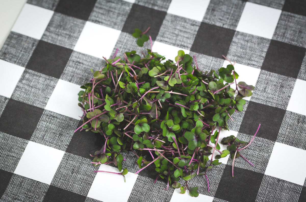 18ct - 1oz Red Cabbage Microgreens