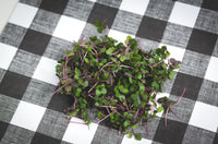 18ct - 1oz Red Cabbage Microgreens