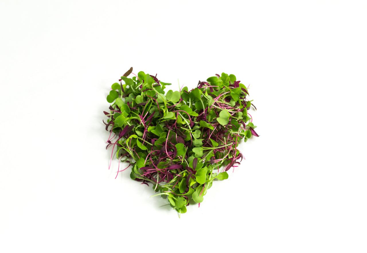 Rainbow Microgreen Mix - 5oz Retail