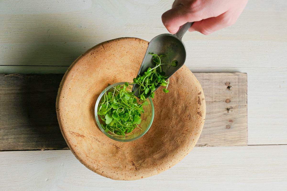 Arugula Microgreen