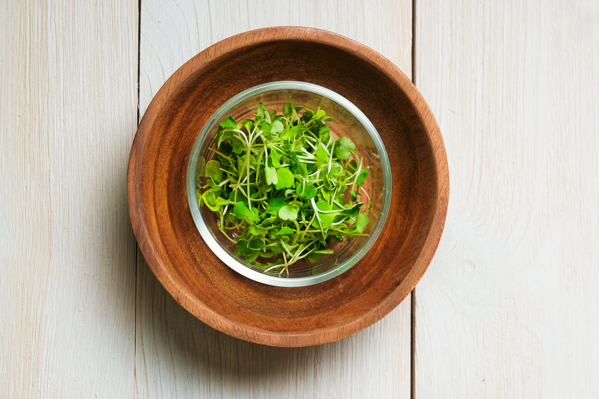 Arugula Microgreen