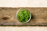 Thumbnail for Arugula Microgreen