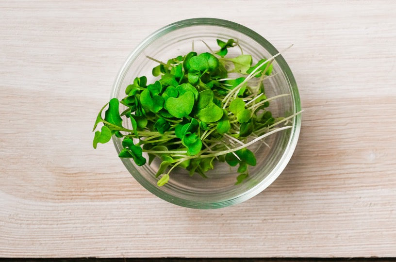 Broccoli Microgreen .75 oz