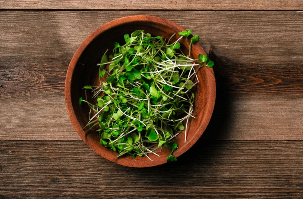 Broccoli Microgreen .75 oz