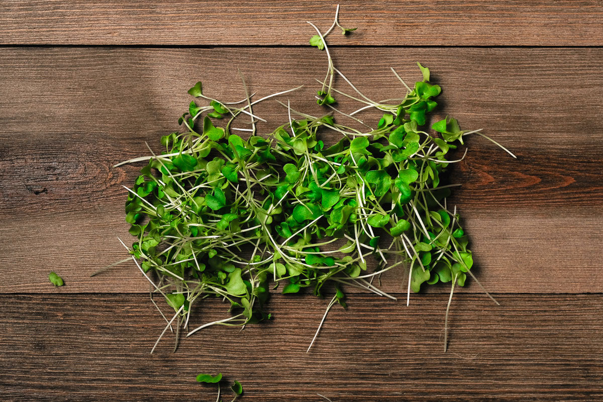 Broccoli Microgreen .75 oz