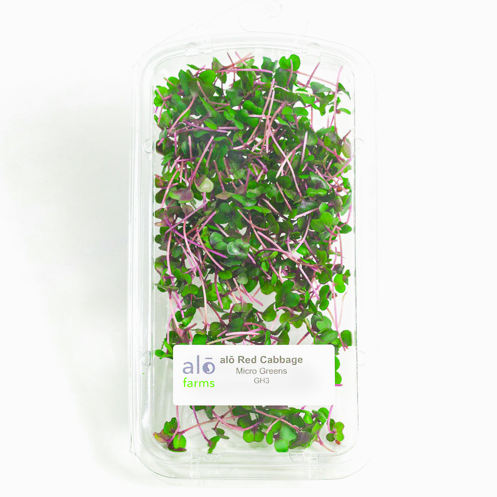 Red Cabbage Microgreen .75 oz