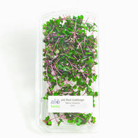 Thumbnail for Red Cabbage Microgreen .75 oz