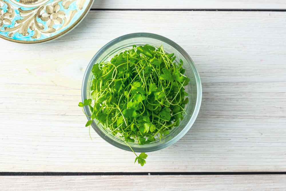 Celery Microgreen .75 oz