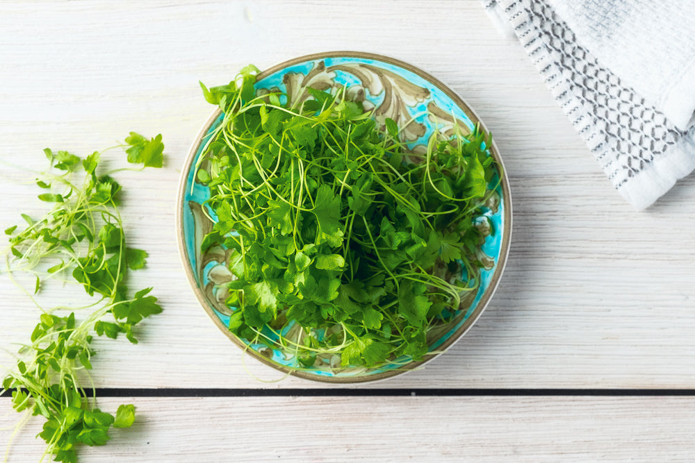 Celery Microgreen .75 oz