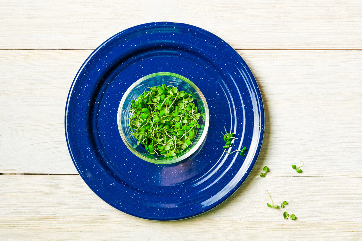 Citrus Basil Microgreen