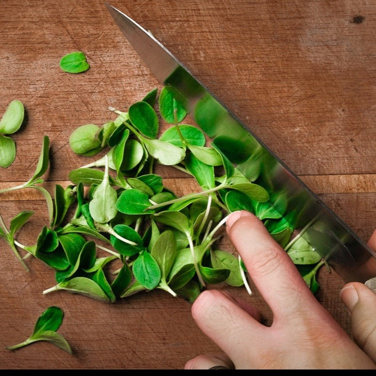 Cucumber Microgreen .75 oz