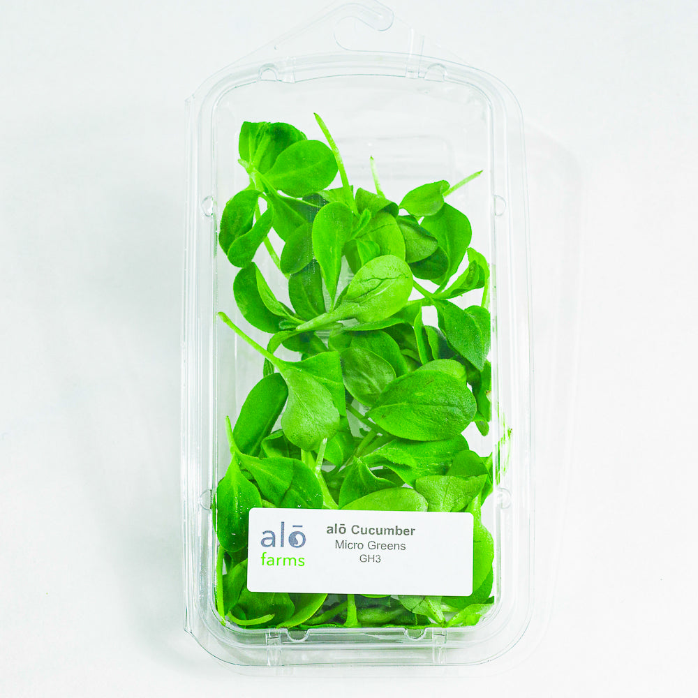 Cucumber Microgreen .75 oz