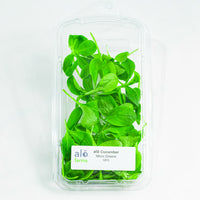 Thumbnail for Cucumber Microgreen .75 oz