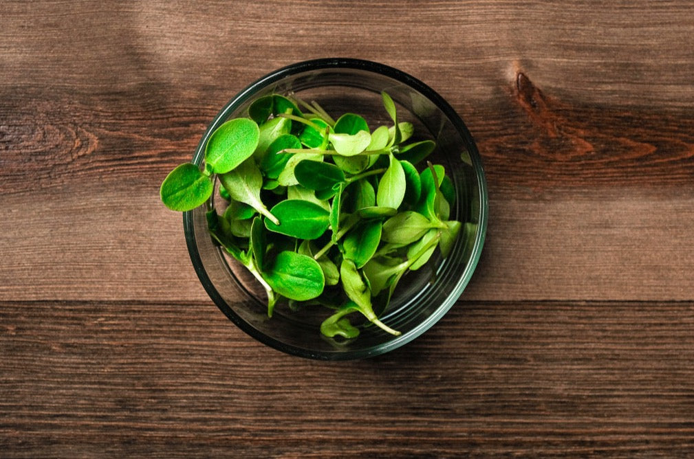 Cucumber Microgreen .75 oz