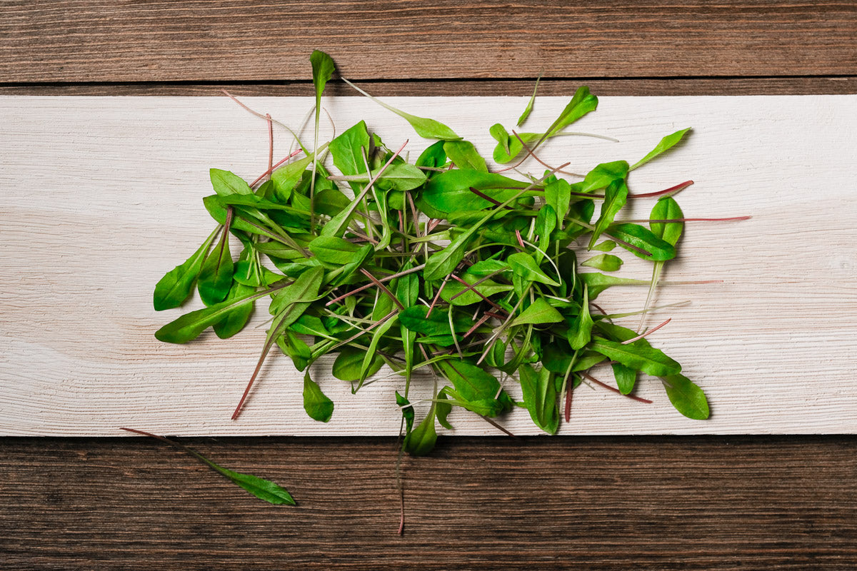 Dandelion Red Microgreen .75 oz