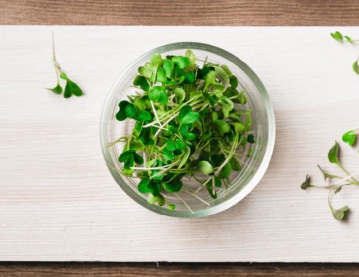 Kale Microgreen .75 oz