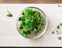 Kale Microgreen - 1oz