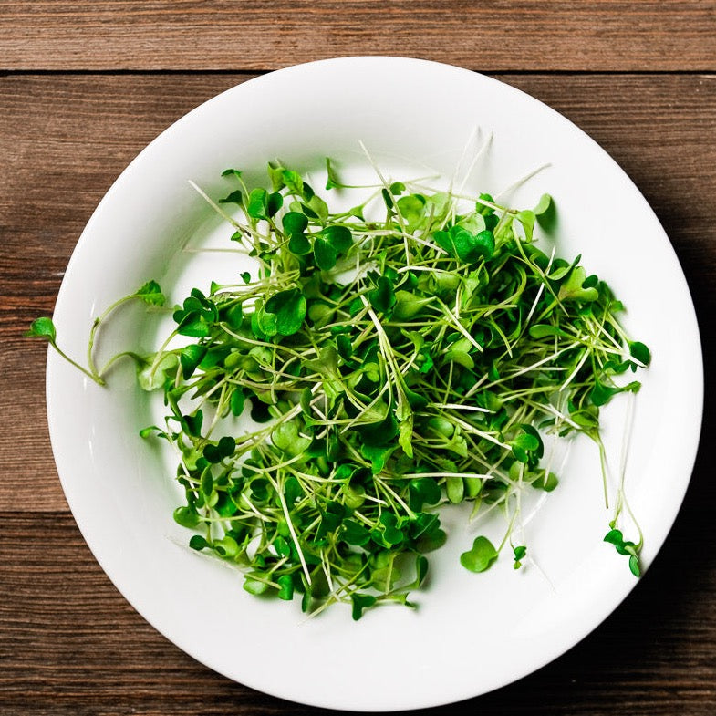 Kale Microgreen .75 oz