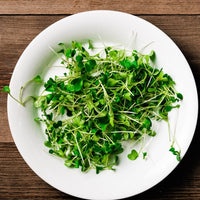 Kale Microgreen - 1oz