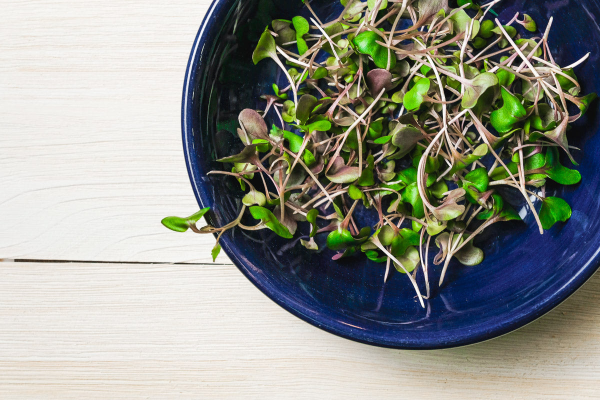 Radish Microgreen .75 oz