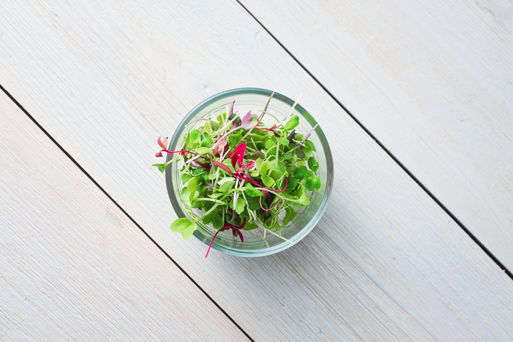 Microgreen Rainbow Mix